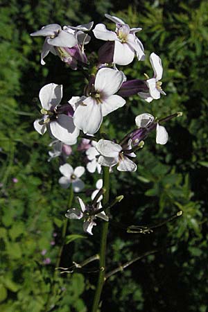 Hesperis matronalis \ Gewhnliche Nachtviole / Dame's Violet, F Allevard 11.6.2006