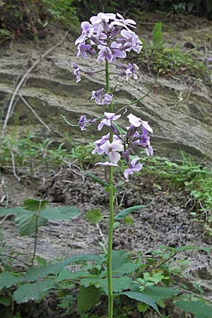 Hesperis matronalis \ Gewhnliche Nachtviole, F Allevard 11.6.2006