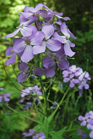 Hesperis matronalis \ Gewhnliche Nachtviole / Dame's Violet, F Allevard 11.6.2006