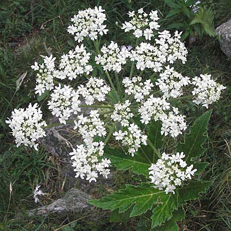 Heracleum pyrenaicum \ Pyrenen-Brenklau, F Pyrenäen, Eyne 9.8.2006