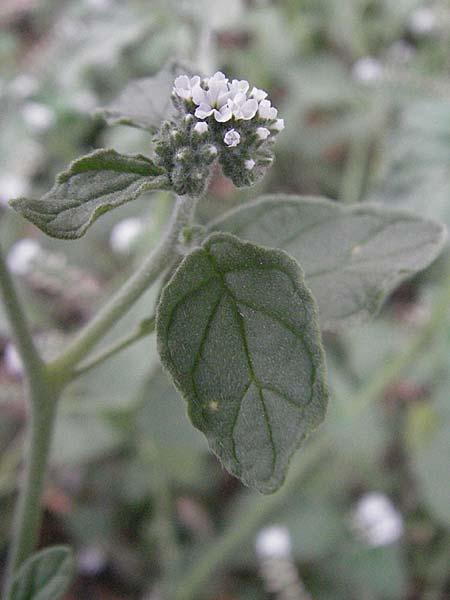 Heliotropium europaeum \ Europische Sonnenwende, F Pyrenäen, Eus 14.8.2006