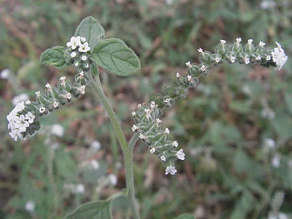 Heliotropium europaeum \ Europische Sonnenwende, F Pyrenäen, Eus 14.8.2006