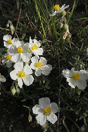 Helianthemum apenninum \ Apennin-Sonnenrschen / White Rock-Rose, F Serres 12.5.2007