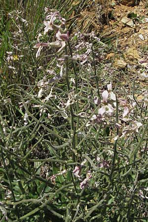 Hesperis laciniata \ Schlitzblttrige Nachtviole, F Castellane 12.5.2007