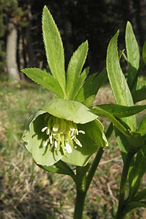 Helleborus viridis \ Grne Nieswurz / Green Hellebore, F Pyrenäen/Pyrenees, Mont Louis 13.5.2007