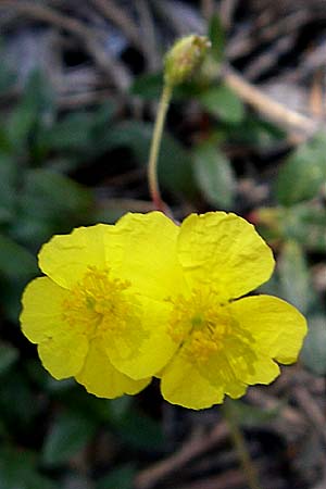 Helianthemum italicum / Italian Rock-Rose, F Queyras, Vieille Ville 22.6.2008