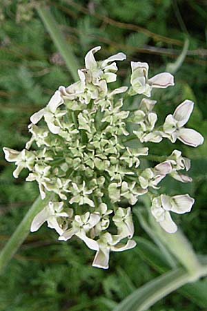 Heracleum pyrenaicum \ Pyrenen-Brenklau / Pyrenean Hogweed, F Pyrenäen/Pyrenees, Eyne 24.6.2008