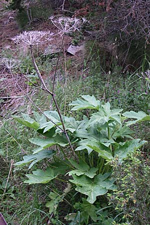 Heracleum pyrenaicum \ Pyrenen-Brenklau / Pyrenean Hogweed, F Pyrenäen/Pyrenees, Eyne 25.6.2008