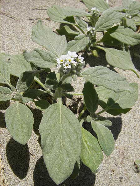 Heliotropium europaeum \ Europische Sonnenwende, F Camargue 27.5.2009