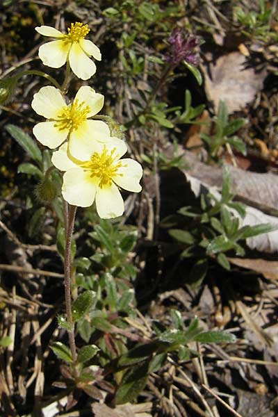 Helianthemum apenninum x canum \ Sonnenrschen-Hybride, F Causse Noir 28.5.2009