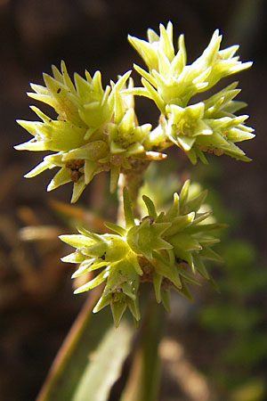 Scleranthus annuus \ Einjhriges Knuelkraut, F Bitche 28.7.2009