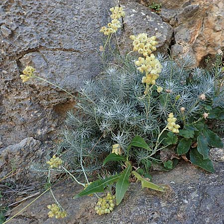 Helichrysum italicum \ Italienische Strohblume, Curry-Kraut, F Pyrenäen, Gorges de Galamus 23.7.2018