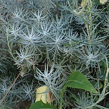 Helichrysum italicum \ Italienische Strohblume, Curry-Kraut / Italian Everlasting Daisy, Curry Plant, F Pyrenäen/Pyrenees, Gorges de Galamus 23.7.2018