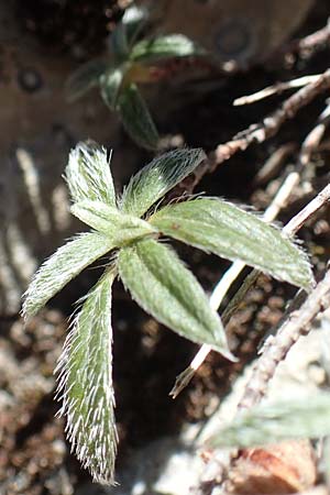 Helianthemum spec1 ? \ Sonnenrschen, F Pyrenäen, Gorges de Galamus 23.7.2018