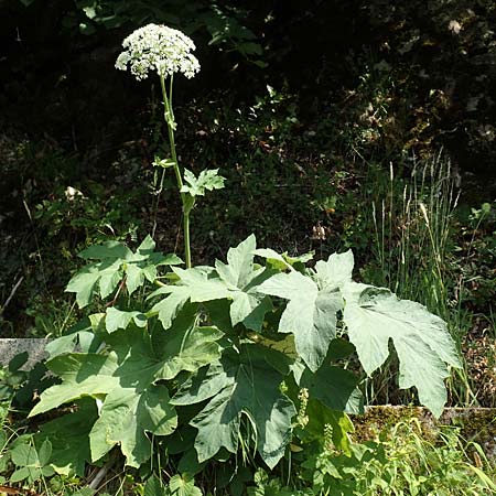 Heracleum pyrenaicum \ Pyrenen-Brenklau, F Pyrenäen, Saint-Martin du Canigou 25.7.2018