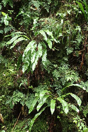 Asplenium scolopendrium \ Hirschzungen-Farn, F Pyrenäen, Gorges de la Fou 10.8.2018