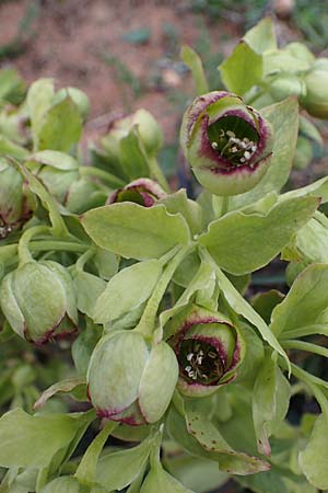 Helleborus foetidus \ Stinkende Nieswurz / Stinking Hellebore, F Col de Gleize 29.4.2023