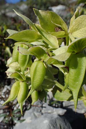 Helleborus foetidus \ Stinkende Nieswurz / Stinking Hellebore, F Caussols 2.5.2023