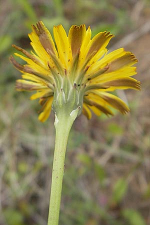 Hypochaeris glabra \ Kahles Ferkelkraut, Sand-Ferkelkraut / Smooth Cat's-Ear, F Bitche 25.6.2011