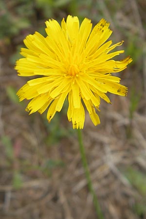 Hypochaeris glabra / Smooth Cat's-Ear, F Bitche 25.6.2011