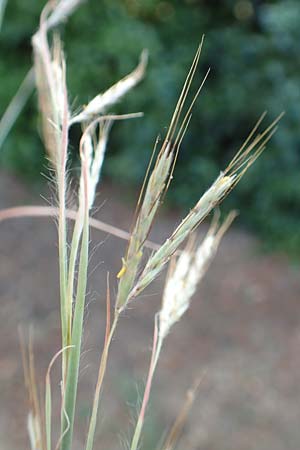 Hyparrhenia hirta \ Behaartes Kahngras, F Pyrenäen, Céret 26.7.2018