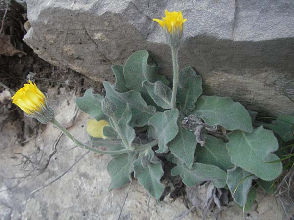 Hieracium tomentosum \ Filziges Habichtskraut / Wooly Hawkweed, F Serres 10.6.2006