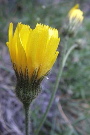 Hieracium spec3 ? \ Habichtskraut / Hawkweed, F Pyrenäen/Pyrenees, Err 26.6.2008