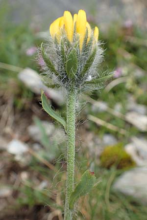 Hieracium villosum / Shaggy Hawkweed, F Col de la Bonette 8.7.2016