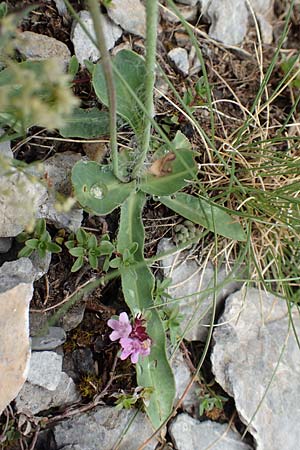 Hieracium villosum \ Zottiges Habichtskraut, F Col de la Bonette 8.7.2016