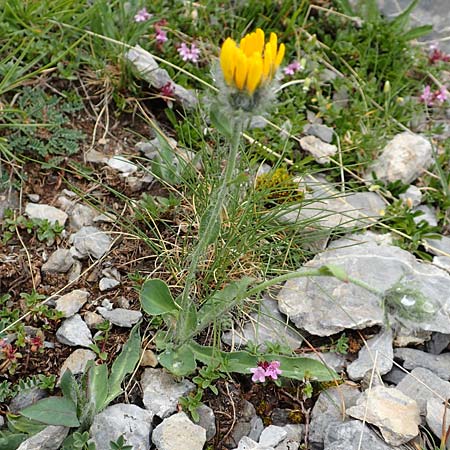 Hieracium villosum \ Zottiges Habichtskraut / Shaggy Hawkweed, F Col de la Bonette 8.7.2016