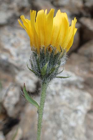 Hieracium villosum / Shaggy Hawkweed, F Col de la Bonette 8.7.2016