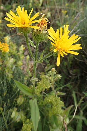 Crepis blattarioides / Moth-Mullein Hawk's-Beard, F Pyrenees, Col de Mantet 28.7.2018