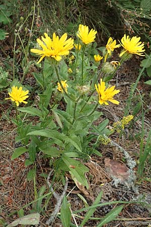 Crepis blattarioides \ Schabenkraut-Pippau / Moth-Mullein Hawk's-Beard, F Pyrenäen/Pyrenees, Col de Mantet 28.7.2018