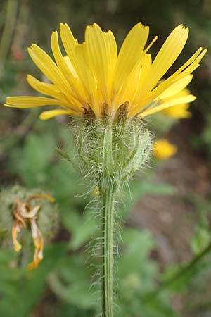 Crepis blattarioides \ Schabenkraut-Pippau / Moth-Mullein Hawk's-Beard, F Pyrenäen/Pyrenees, Col de Mantet 28.7.2018