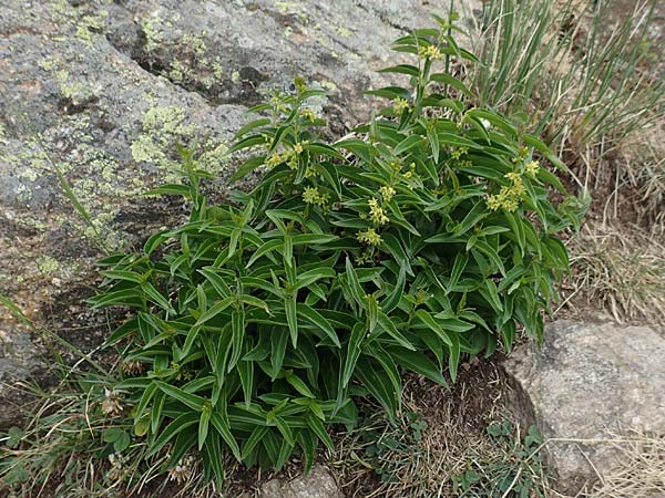 Vincetoxicum hirundinaria subsp. intermedium \ Schwalbenwurz, F Pyrenäen, Col de Mantet 28.7.2018