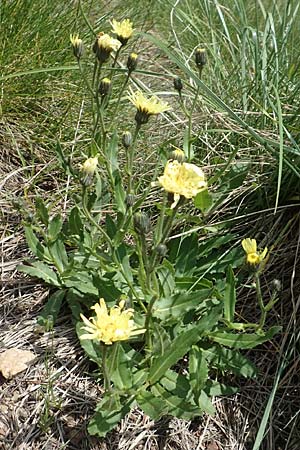 Hieracium lantoscanum \ Lantosque-Habichtskraut, F Pyrenäen, Mont Llaret 31.7.2018