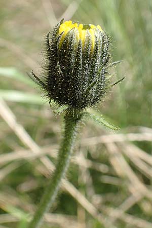 Hieracium lantoscanum \ Lantosque-Habichtskraut, F Pyrenäen, Mont Llaret 31.7.2018