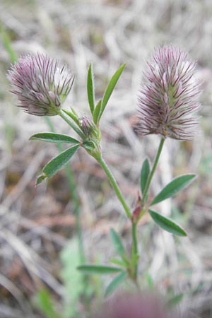 Trifolium arvense \ Hasen-Klee / Hare's-Foot Clover, F Bitche 25.6.2011