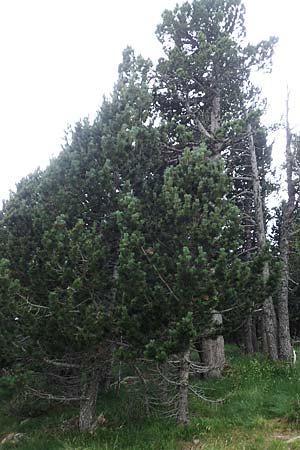 Pinus uncinata \ Haken-Kiefer, Spirke, F Pyrenäen, Mont Llaret 31.7.2018