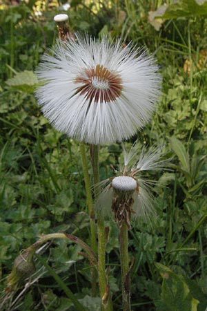 Tussilago farfara / Colt's-Foot, F Allevard 11.6.2006