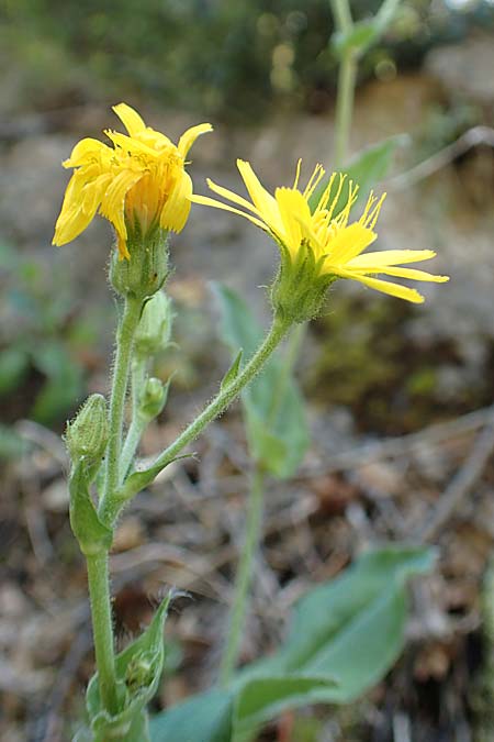 Hieracium lawsonii \ Lawsons Habichtskraut / Lawson's Hawkweed, F Pyrenäen/Pyrenees, La Trinite 26.7.2018