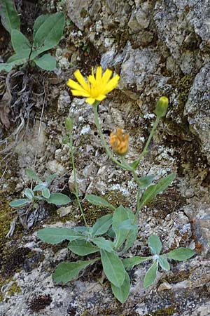 Hieracium lawsonii \ Lawsons Habichtskraut / Lawson's Hawkweed, F Pyrenäen/Pyrenees, La Trinite 26.7.2018