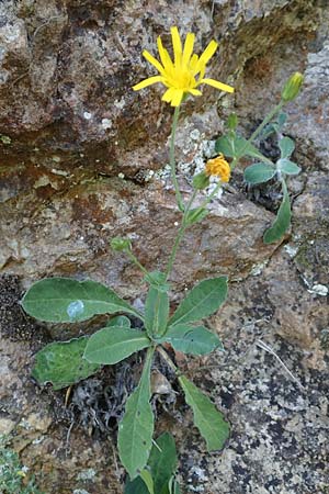 Hieracium lawsonii \ Lawsons Habichtskraut / Lawson's Hawkweed, F Pyrenäen/Pyrenees, La Trinite 26.7.2018