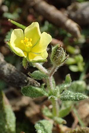 Helianthemum salicifolium \ Weidenblttriges Sonnenrschen / Willowleaf Rock-Rose, F Martigues 17.3.2024