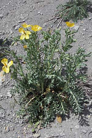 Glaucium flavum \ Gelber Hornmohn, F Castellane 12.5.2007