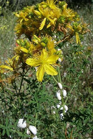 Hypericum perforatum \ Echtes Johanniskraut, Tpfel-Hartheu, F Greoux-les-Bains 23.6.2008