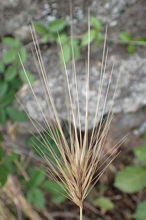 Hordeum murinum \ Muse-Gerste / Wall Barley, F Pyrenäen/Pyrenees, Saint-Martin du Canigou 25.7.2018