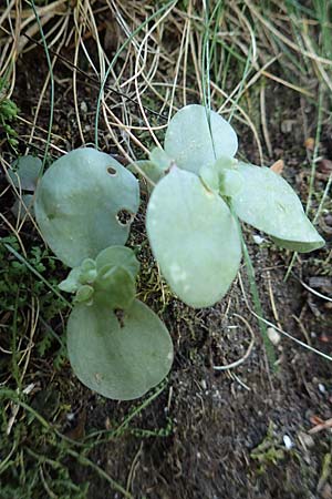 Hylotelephium maximum ? \ Groe Waldfetthenne / Witch's Moneybags, Livelong, F Pyrenäen/Pyrenees, Caranca - Schlucht / Gorge 30.7.2018