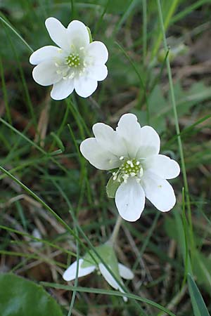 Hepatica nobilis \ Leberblmchen / Liverleaf, F Sisteron 4.5.2023