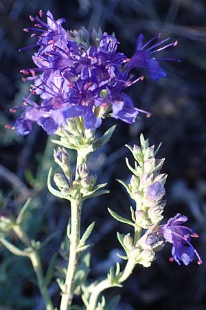 Hyssopus officinalis \ Ysop, Isop / Hyssop, F Ventavon 6.10.2021